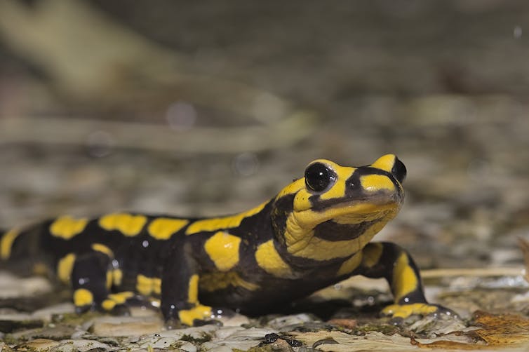 Salamandra amarela e preta de frente para a câmera